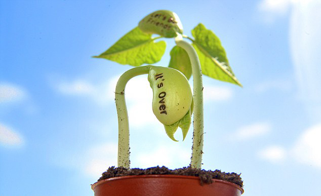 [-]Cần[-]đất[-]ẩm[-]để[-]nuôi[-]dưỡng[-]hạt[-]đậu[-]"mầm[-]tình"